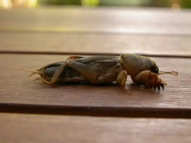 Как выяснилось, медведка не переносит запах тухлой рыбы