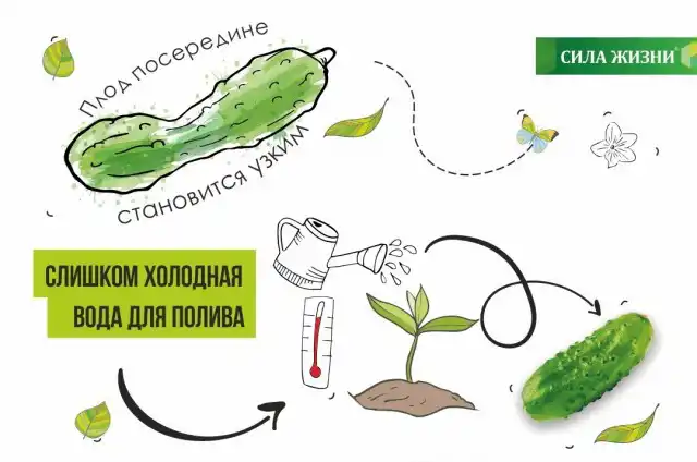 Если поливать огурцы холодной водой, плод сужается в середине