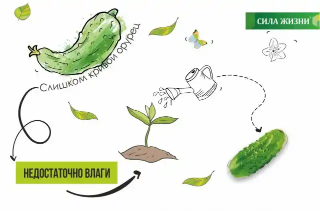 При нехватке воды огурцы растут кривыми и тонкими