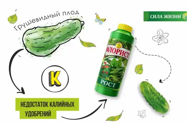 При недостатке калийных веществ вырастают грушевидные огурцы