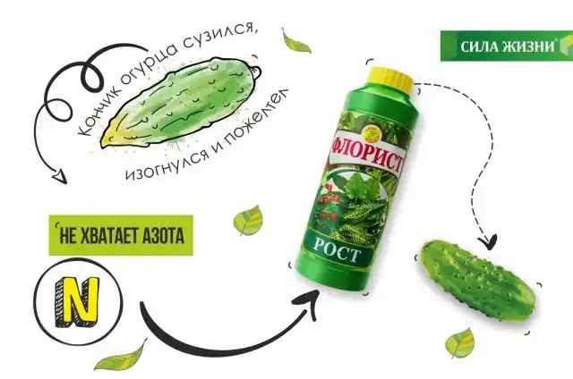 Если мало азота, кончики плода изгибаются и желтеют