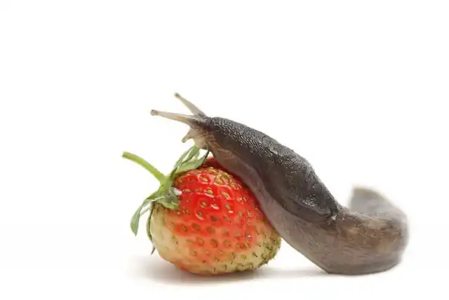 Слизни, как и улитки, повреждают не только зелень, но и плоды растений