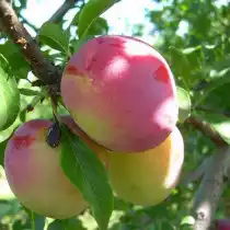 Слива обыкновенная, сорт «Память Тимирязева»