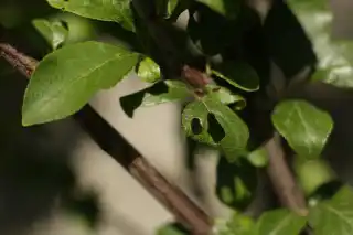 Повреждение сливы жуками-листогрызами
