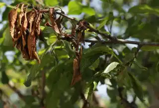 Веточка, засохшая при сильном поражении тлей