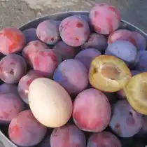 Слива гибридная, сорт «Самоцвет»