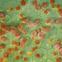 Распознать ржавчину несложно. Появляется она на нижней стороне листа в виде небольших наростов коричнево-ржавого цвета