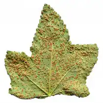 Появившись на растениях, ржавчина приводит к гибели, в первую очередь, листья, потом - побеги