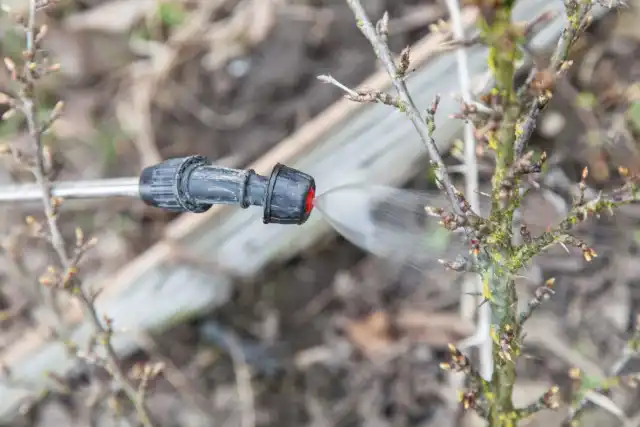 Первые проявления поражения кустов крыжовника сферотекой совпадают с началом распускания почек, поэтому важно провести профилактические опрыскивания кустов в это время