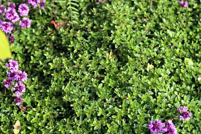 Тимьян обыкновенный (Thymus vulgaris)
