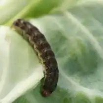 Капустная совка