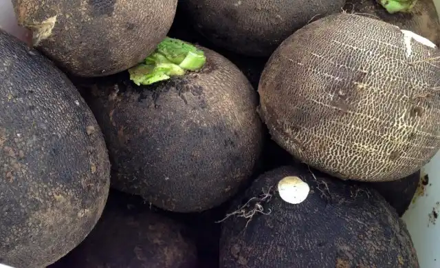 Редька черная