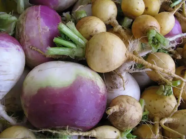 Отобранные для хранения корнеплоды подсушивают в тени с хорошей вентиляцией и переносят на постоянное место хранения