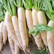 Редька дайкон