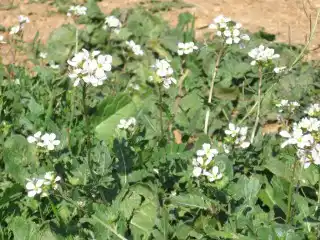 Редька масличная