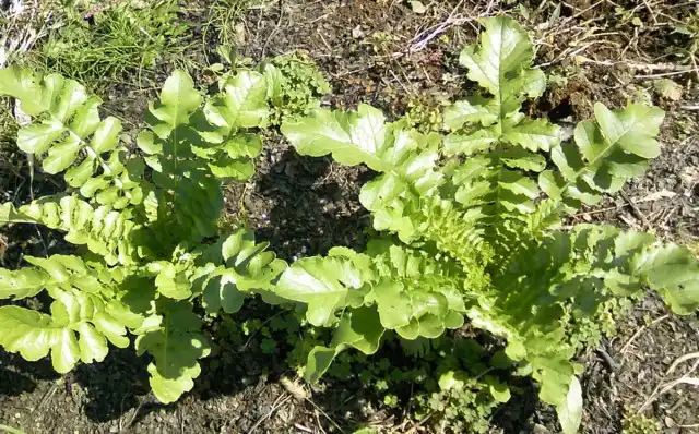 Почва под редькой всегда должна быть влажной и припушенной золой, спасающей всходы от крестоцветной блошки