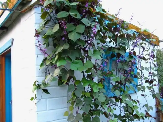 Вьющуюся спаржевую фасоль можно успешно использовать для вертикального озеленения