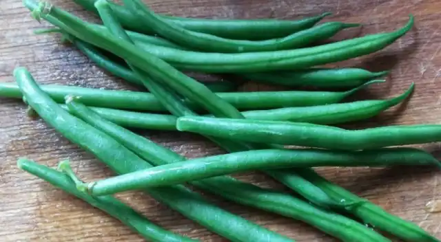 Стручковая кустовая фасоль «Сакса 615»