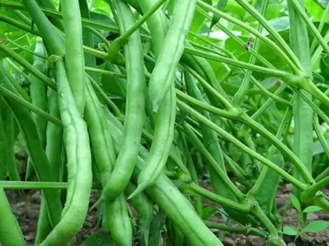 Стручковая кустовая фасоль «Нагано»