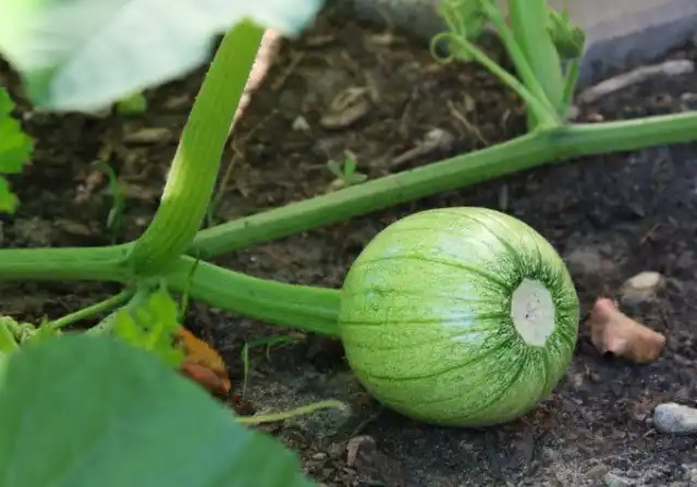 После образования новой завязи предыдущие плоды на тыкве перестают развиваться, поэтому её нужно прищипывать