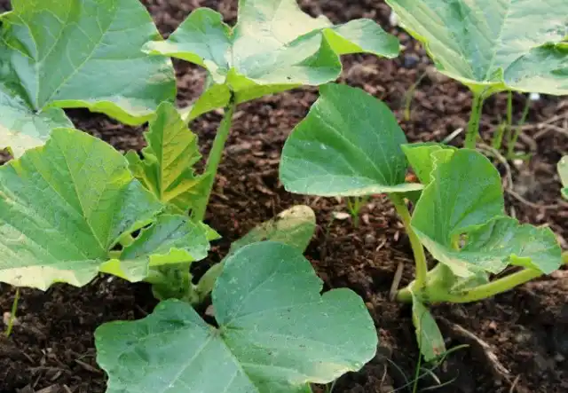 Пропалывать грядки необходимо только на начальном этапе роста тыквы