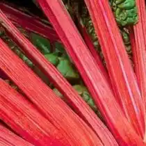 Ревень «Київський 42»