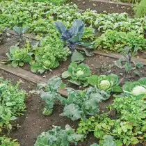 С «Триходерма вериде» не страшны различные бактериозы и альтернариоз капусты