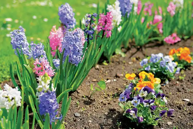 «Триходерма вериде» защитит от множества других болезней декоративных и комнатных растений