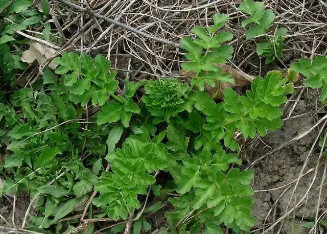 В первый год пастернак поливают не чаще чем через 7-10 дней