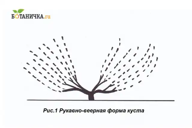 Рукавно-веерная схема формирования винограда