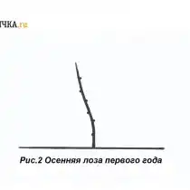 Формировку куста по рукавно-веерной схеме начинают с выгонки однолетней лозы