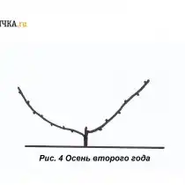 По мере летнего роста выросшие из почек лозы аккуратно отгибают в нужном направлении