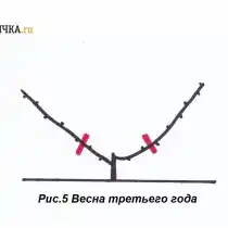 Ранней весной обрезают оба рукава на 2 почки