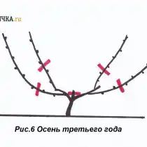 Осенью снова проводят обрезку лозы на 2 почки