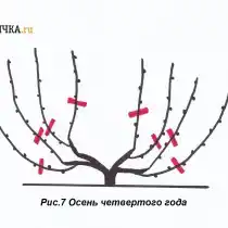 В осенние сроки опять проводят обрезку лоз на 2 почки