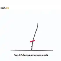 Перезимовавшую под укрытием лозу раскрывают и обрезают, оставляя две почки над поверхностью земли
