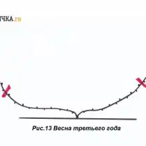 Весной лозы укорачивают на 8-10 почек