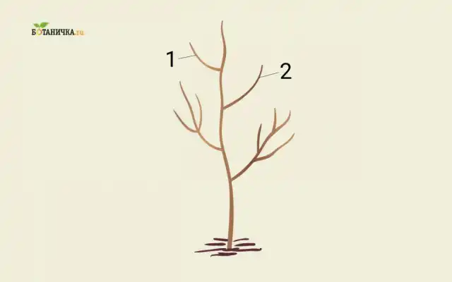 Формирование кроны юной яблони: ветки 1и 2 - каркасные ветки второго яруса кроны