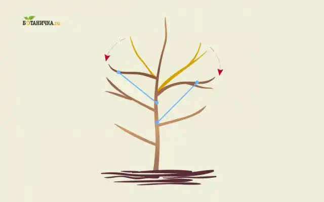 Если каркасные ветви имеют недостаточный угол наклона, то их оттягивают при помощи веревки или распорок