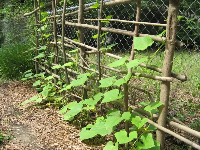 Огурцы нужно формировать