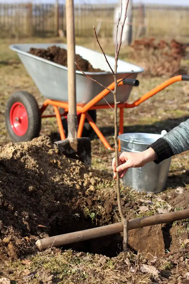 Посадка саженца плодового дерева