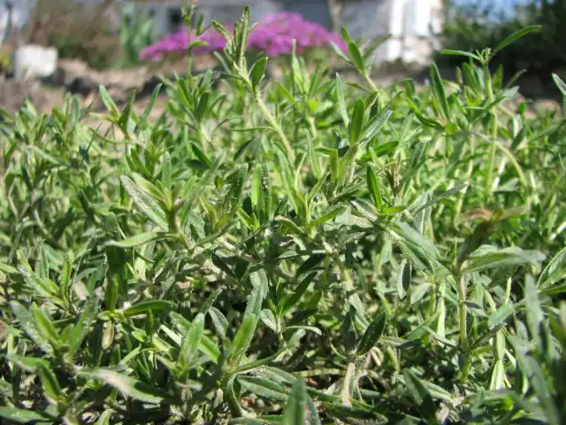 Тимьян - это невысокий, от 10 до 40 см, многолетний вечнозелёный кустарник