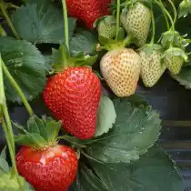 Земляника садовая «Теа»
