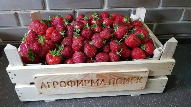 Суничне літо. Найкращі новинки