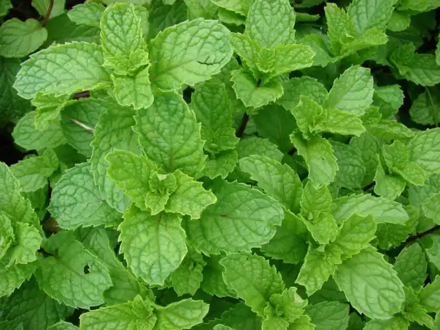 Мята курчавая,или Колосовидная (Mentha spicata)