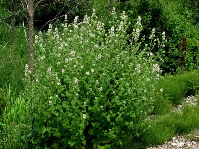 Кошачья мята, или Котовник кошачий (Nepeta cataria)