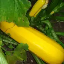 Цуккини «Желтоплодный»
