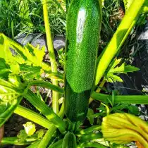 Цуккини «Изумруд раннеспелый»
