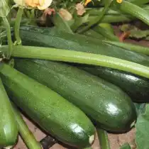 Цуккини «Цукеша»