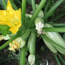 Цуккини «Сангрум F1»